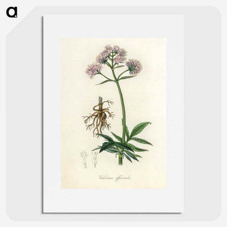 1-86_Medical-Botany_picture
