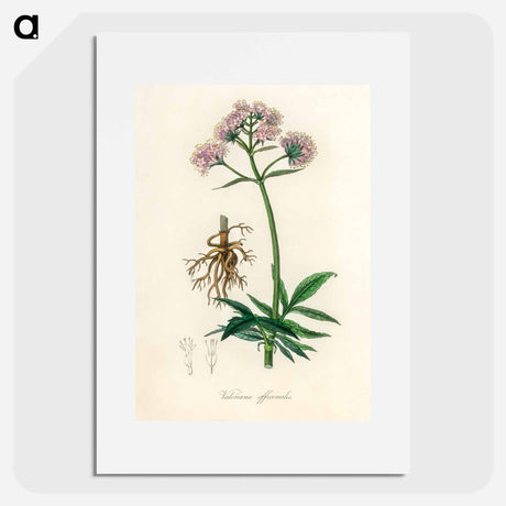 アートポスター-Valeriana officinalis Illustration
 - 薬用植物学 Poster.
