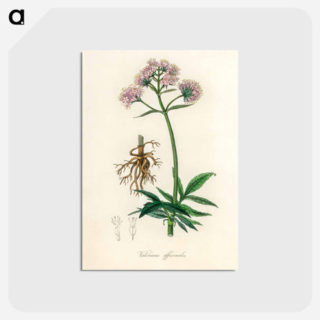 アートポストカード-Valeriana officinalis Illustration
 - 薬用植物学 Postcard.