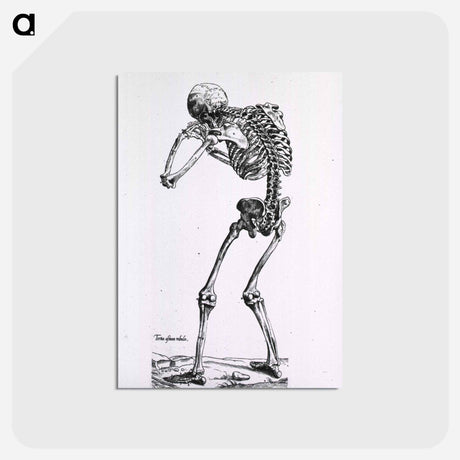アートポストカード-Human Skeleton
 - 国立医学図書館 Postcard.