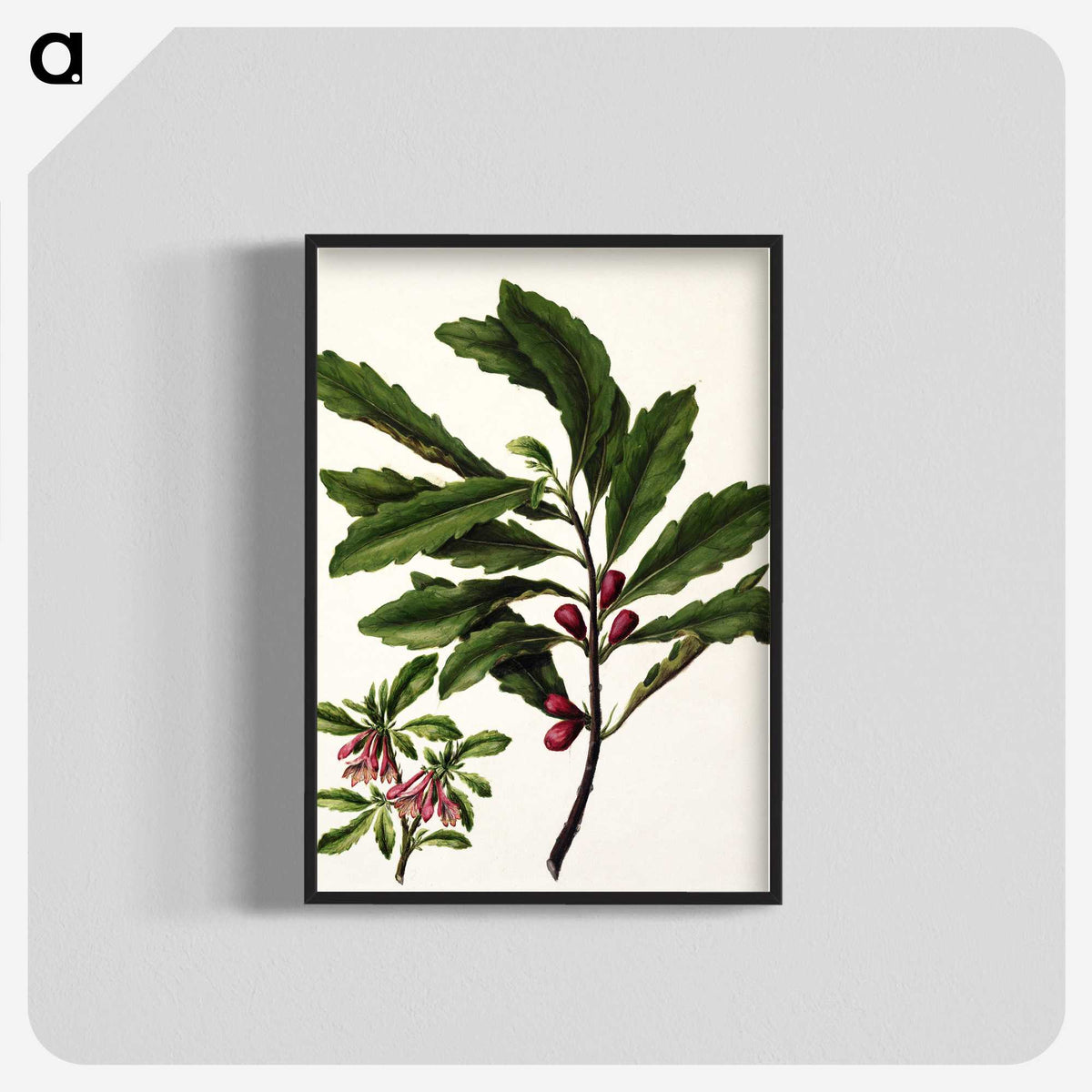1-86_Native-Flowering-Plants-of-New-Zealand_blk-crop
