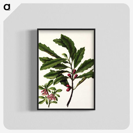 1-86_Native-Flowering-Plants-of-New-Zealand_blk-crop