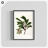 1-86_Native-Flowering-Plants-of-New-Zealand_blk