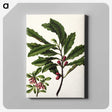 1-86_Native-Flowering-Plants-of-New-Zealand_canvas