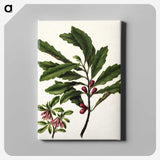 1-86_Native-Flowering-Plants-of-New-Zealand_canvas