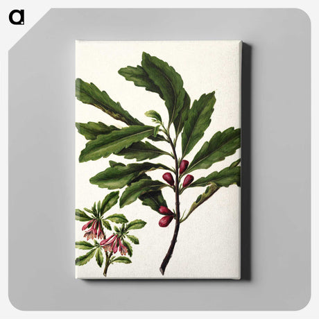 1-86_Native-Flowering-Plants-of-New-Zealand_canvas