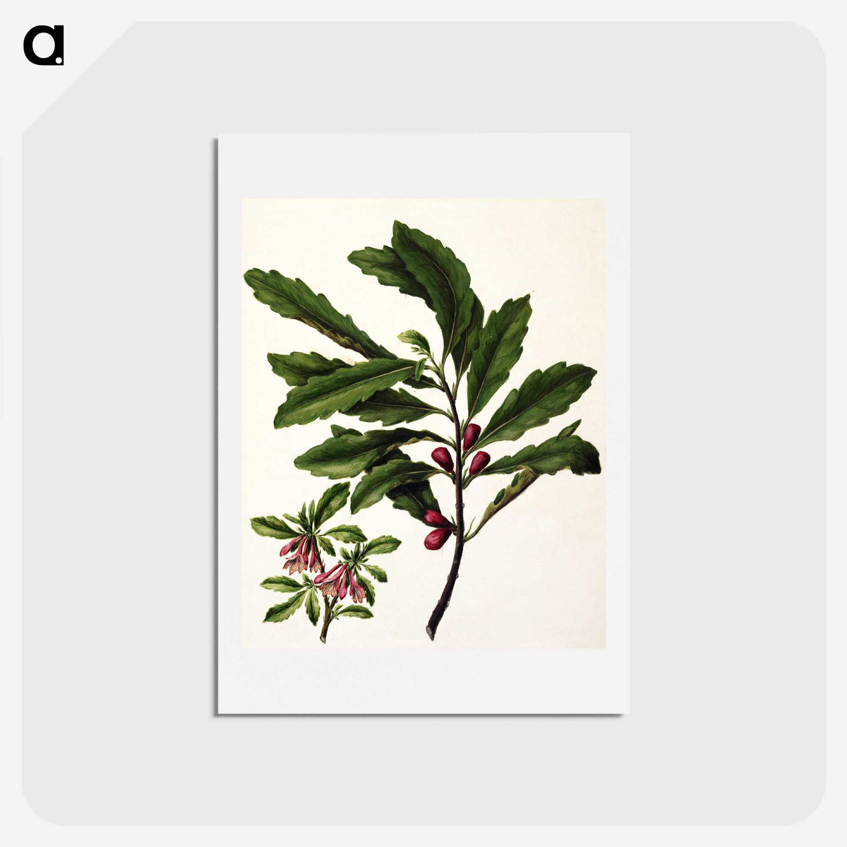 1-86_Native-Flowering-Plants-of-New-Zealand_hagaki