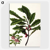 1-86_Native-Flowering-Plants-of-New-Zealand_picture-crop