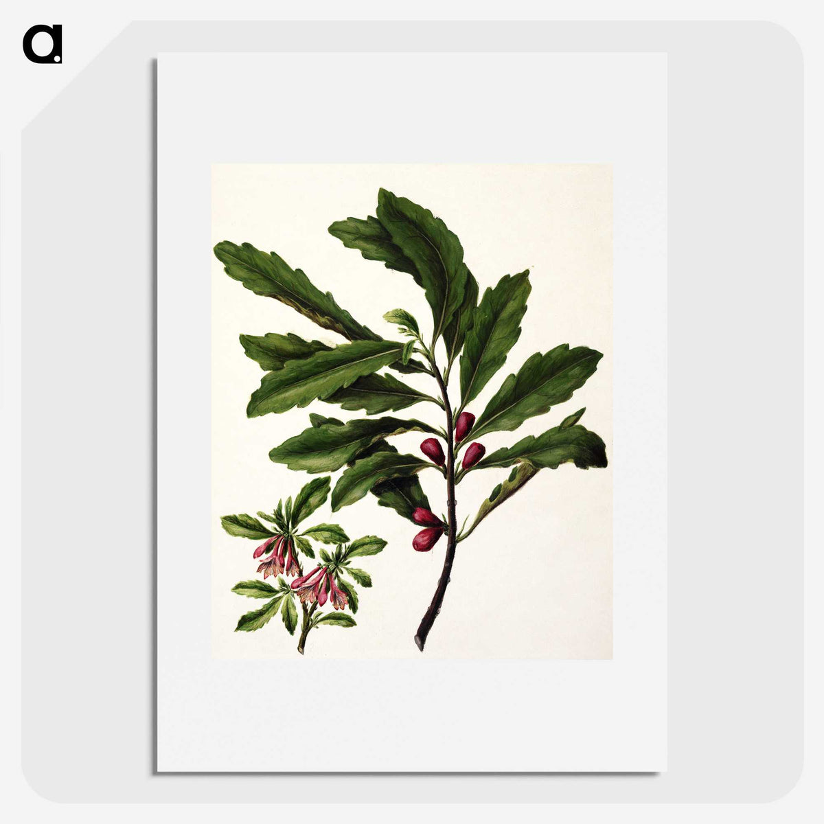 1-86_Native-Flowering-Plants-of-New-Zealand_picture