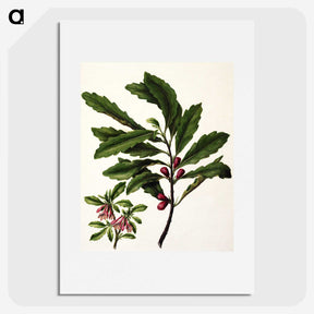 1-86_Native-Flowering-Plants-of-New-Zealand_picture