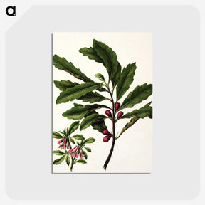 1-86_Native-Flowering-Plants-of-New-Zealand_postcard