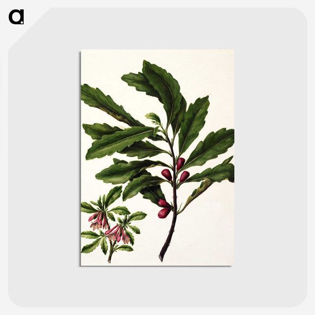 1-86_Native-Flowering-Plants-of-New-Zealand_postcard