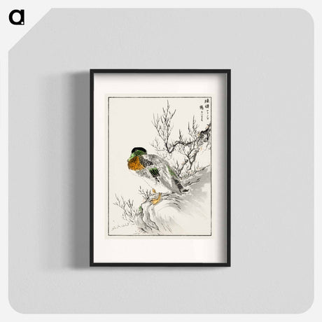 アートポスター-Mallard and Willow
 - 鳥類図鑑 Poster.