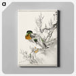 アートパネル-Mallard and Willow
 - 鳥類図鑑 Canvas.