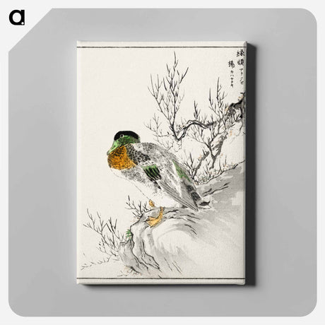 アートパネル-Mallard and Willow
 - 鳥類図鑑 Canvas.