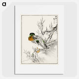 アートポスター-Mallard and Willow
 - 鳥類図鑑 Poster.