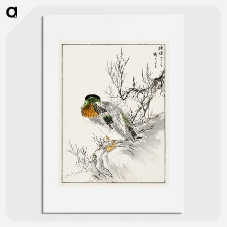 アートポスター-Mallard and Willow
 - 鳥類図鑑 Poster.