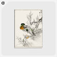 アートポストカード-Mallard and Willow
 - 鳥類図鑑 Postcard.