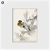 アートポストカード-Mallard and Willow
 - 鳥類図鑑 Postcard.