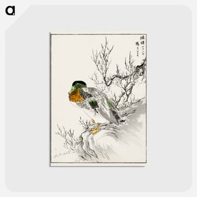 アートポストカード-Mallard and Willow
 - 鳥類図鑑 Postcard.
