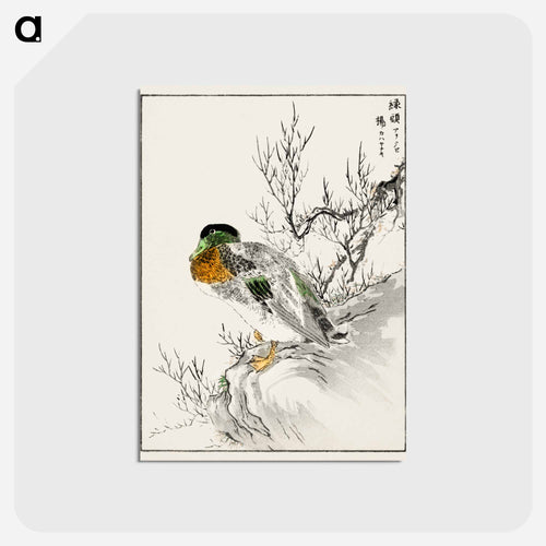Mallard and Willow
 - 鳥類図鑑 Postcard.
