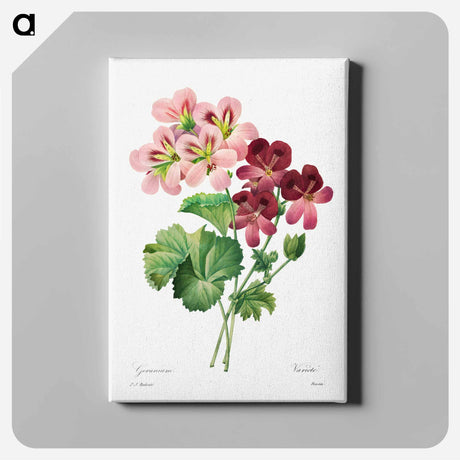 アートパネル-Geranium - ピエール ジョゼフ ルドゥーテ Canvas.