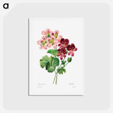 アートポストカード-Geranium - ピエール ジョゼフ ルドゥーテ Postcard.