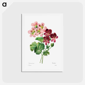 アートポストカード-Geranium - ピエール ジョゼフ ルドゥーテ Postcard.