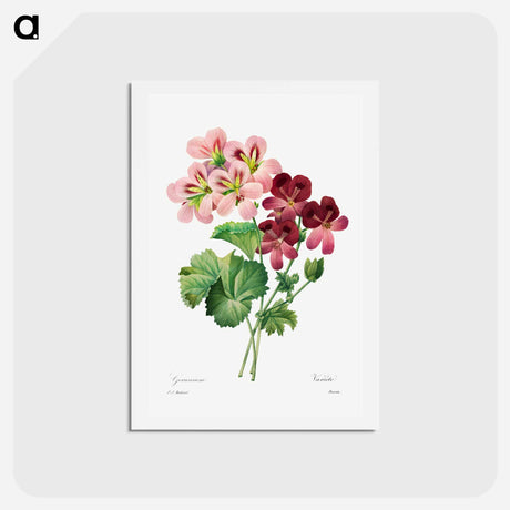 アートポストカード-Geranium - ピエール ジョゼフ ルドゥーテ Postcard.