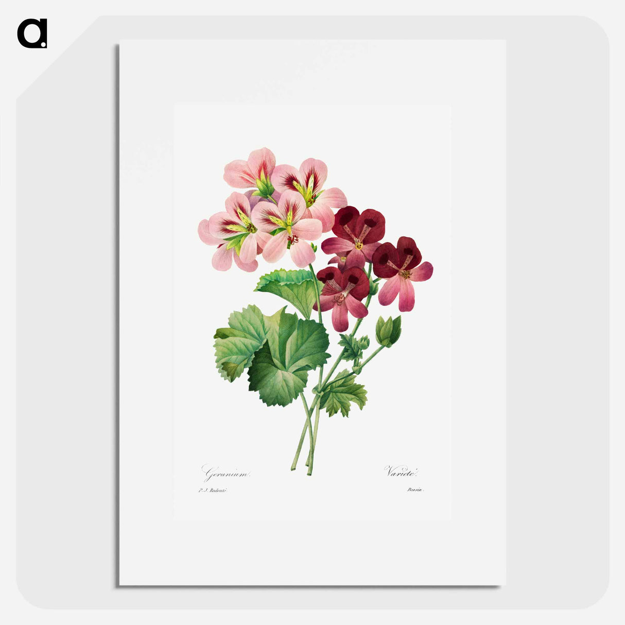Geranium - Pierre Joseph Redouté Poster.