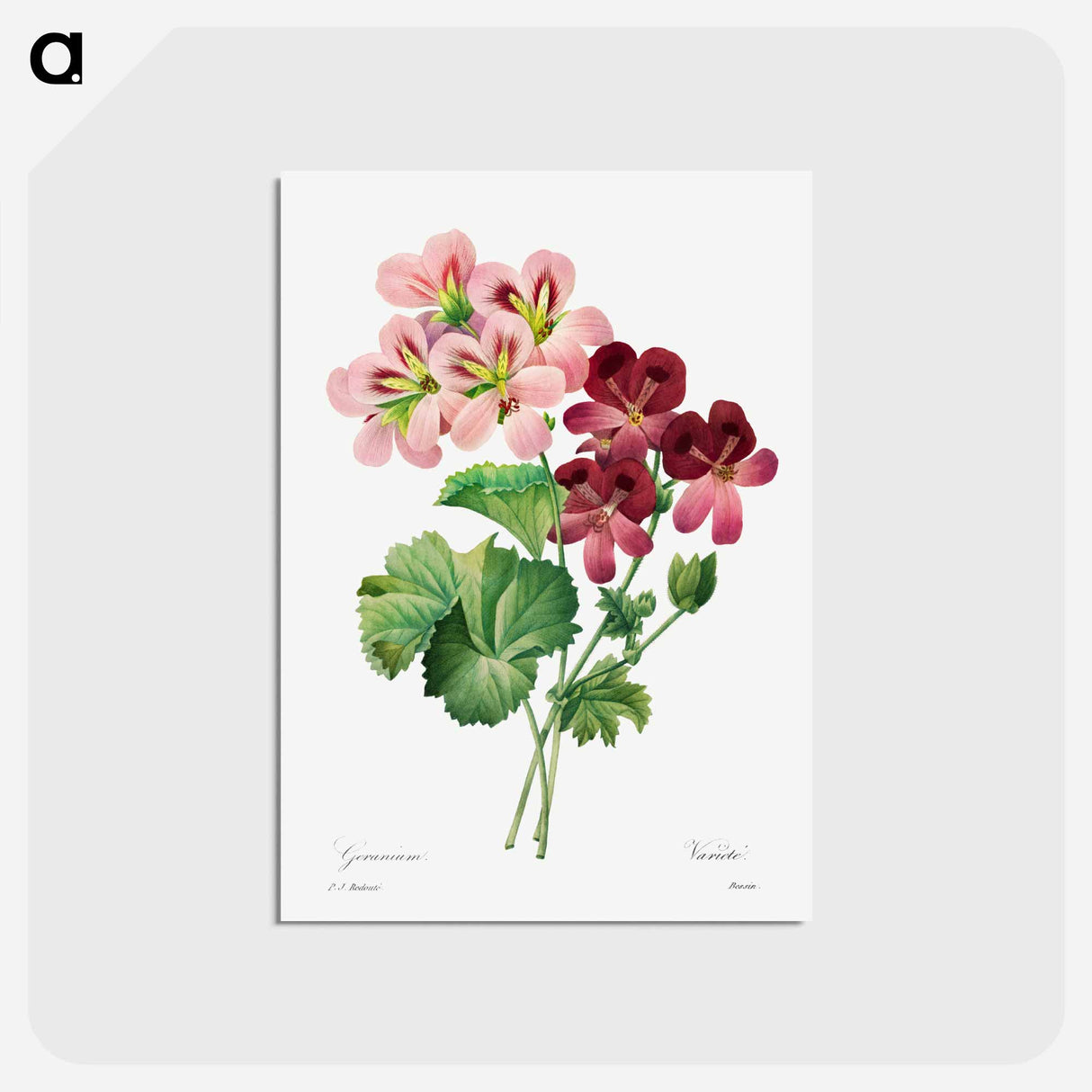 アートポストカード-Geranium - ピエール ジョゼフ ルドゥーテ Postcard.