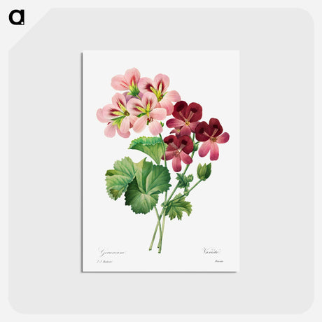 アートポストカード-Geranium - ピエール ジョゼフ ルドゥーテ Postcard.