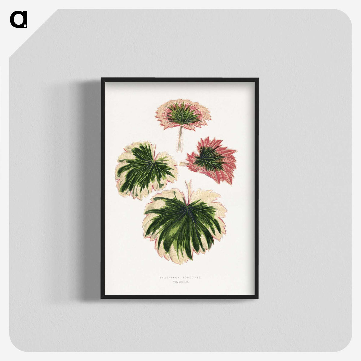 1-86_Plants-with-Colored-Foliage_blk-crop