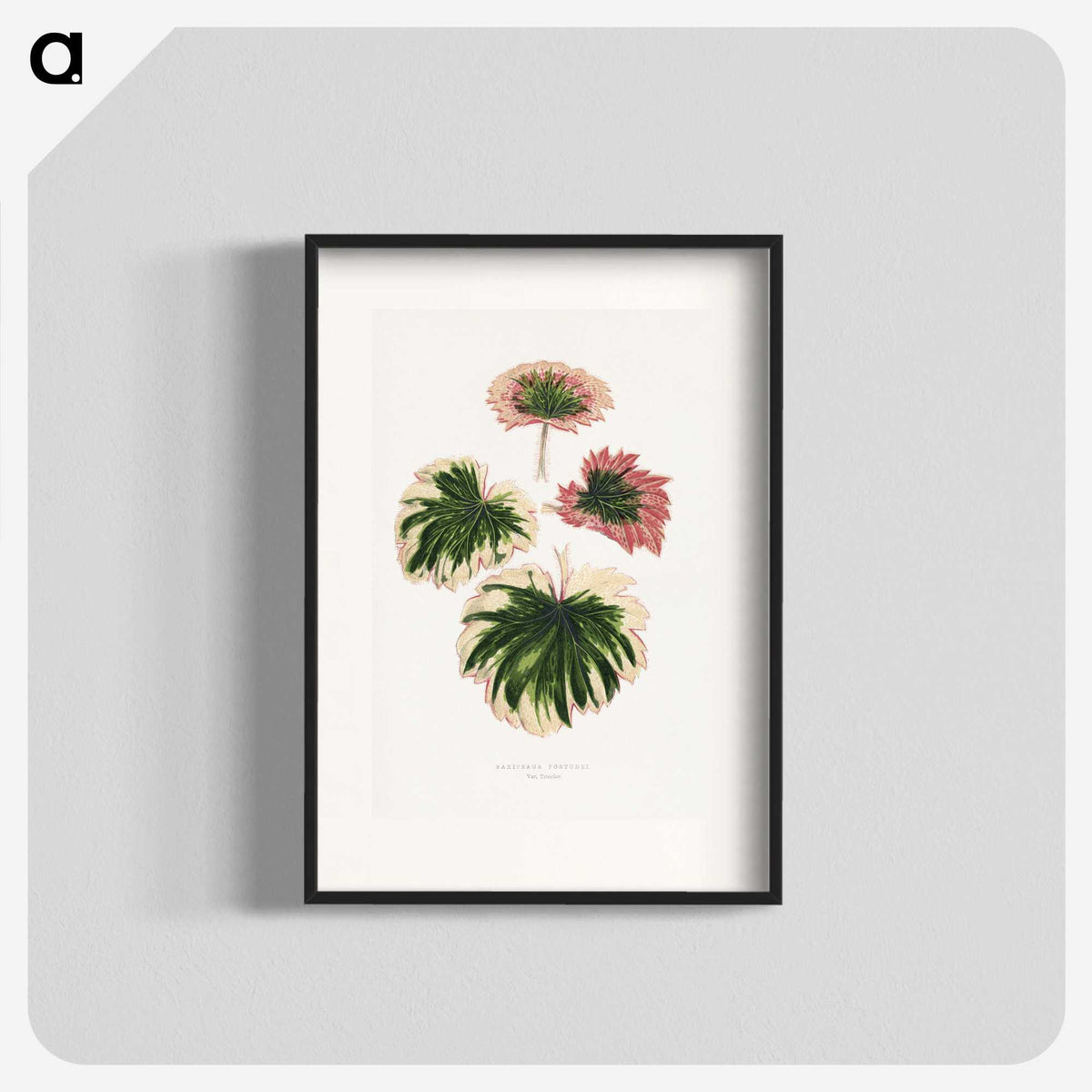 1-86_Plants-with-Colored-Foliage_blk