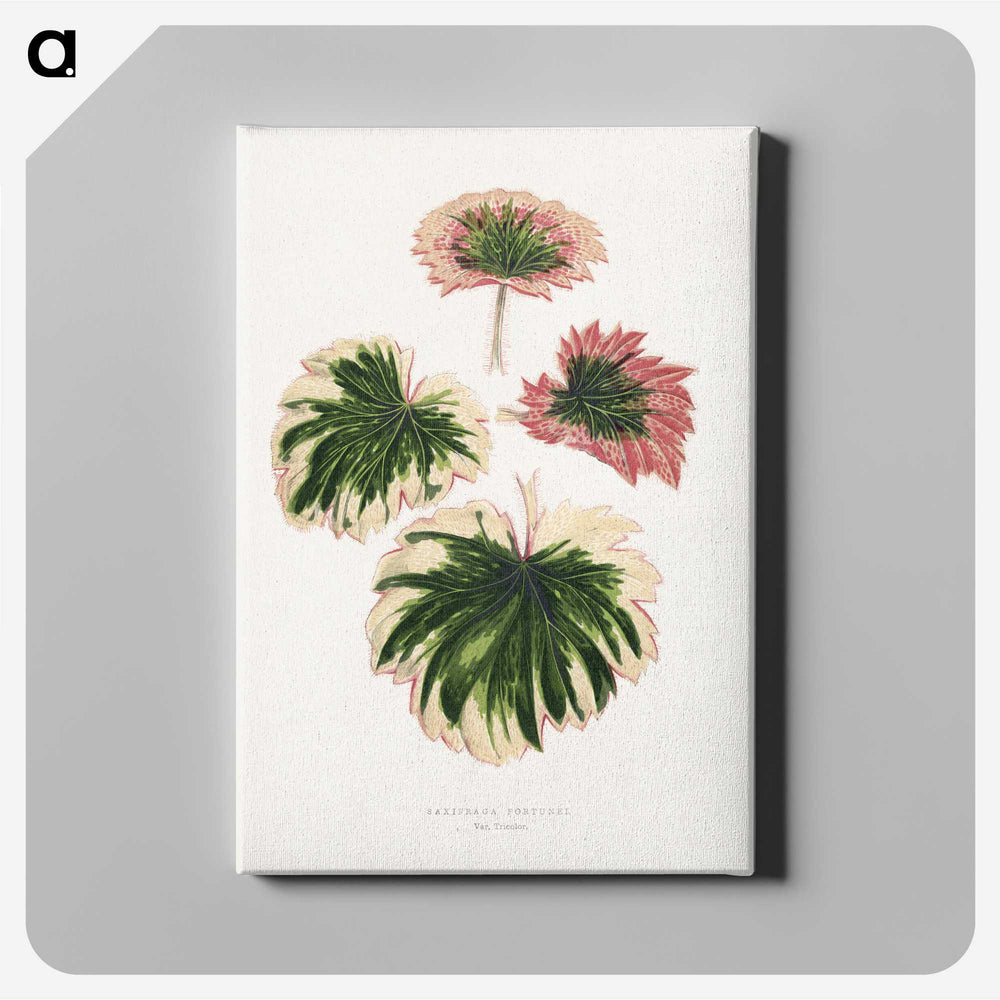 1-86_Plants-with-Colored-Foliage_canvas