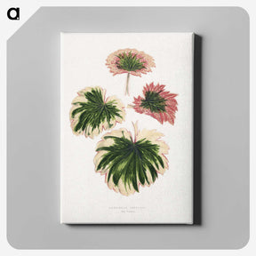 1-86_Plants-with-Colored-Foliage_canvas