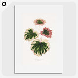 1-86_Plants-with-Colored-Foliage_picture