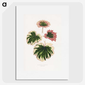 1-86_Plants-with-Colored-Foliage_picture