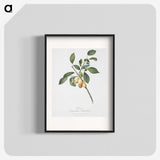 1-86_Pomona-Italiana_blk
