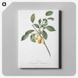 1-86_Pomona-Italiana_canvas