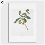 1-86_Pomona-Italiana_picture
