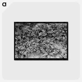 アートポストカード-Spinach Field
 - ラッセル リー Postcard.