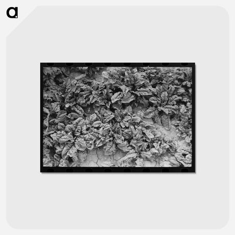 アートポストカード-Spinach Field
 - ラッセル リー Postcard.