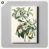 アートパネル-Bachman's Warbler from Birds of America
 - アメリカの鳥たち Canvas.