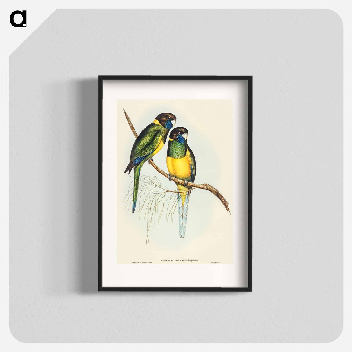 アートポスター-Bauer's Parrakeet
 - オーストラリアの鳥 Poster.
