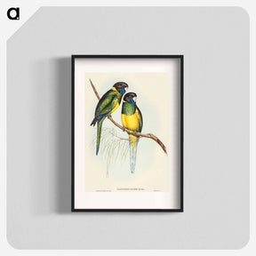 アートポスター-Bauer's Parrakeet
 - オーストラリアの鳥 Poster.