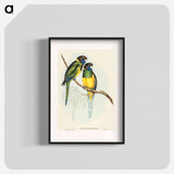 Bauer's Parrakeet
 - オーストラリアの鳥 Poster.