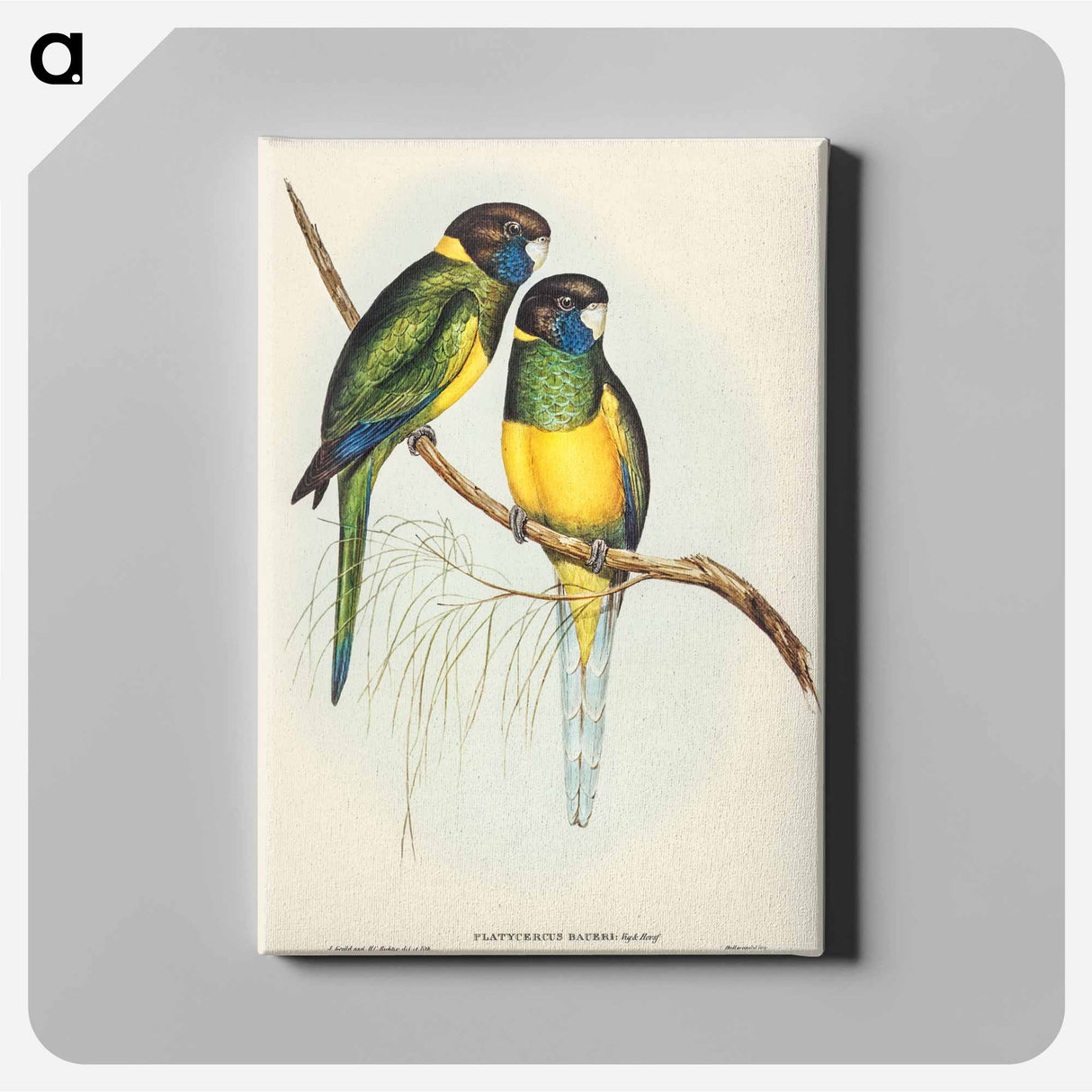 アートパネル-Bauer's Parrakeet
 - オーストラリアの鳥 Canvas.