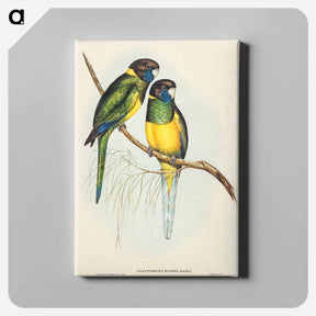 アートパネル-Bauer's Parrakeet
 - オーストラリアの鳥 Canvas.