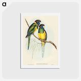 アートポストカード-Bauer's Parrakeet
 - オーストラリアの鳥 Postcard.